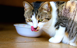 Żywienie kota – na co warto zwrócić uwagę?